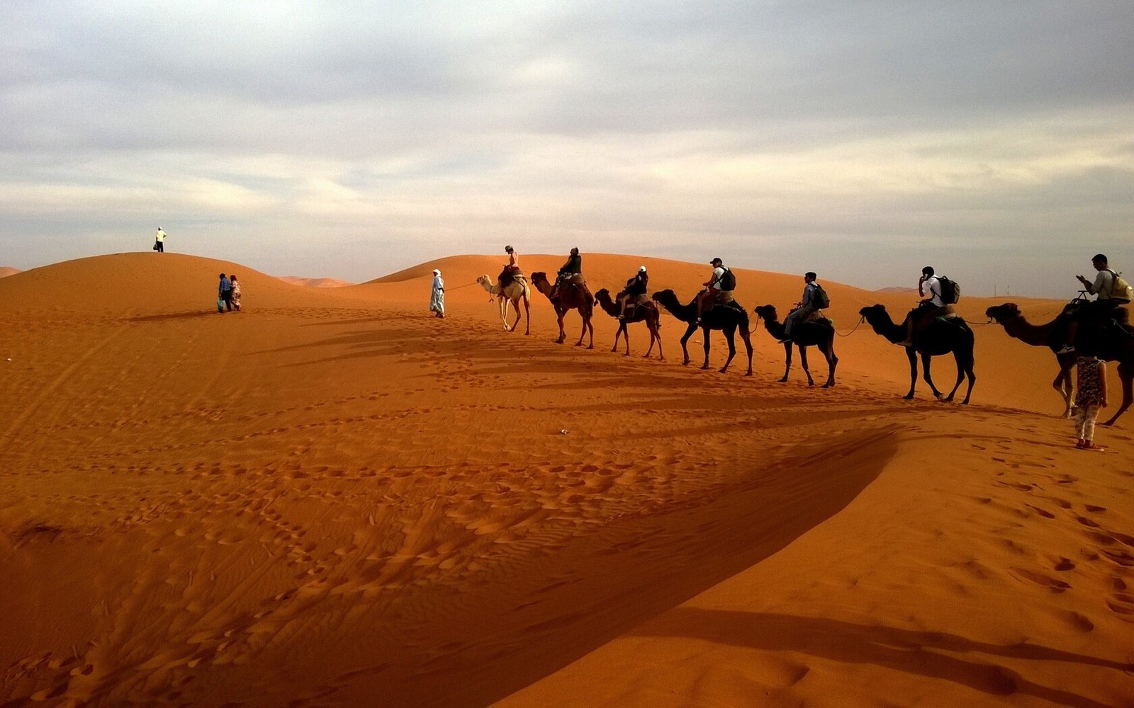 camels in caravan desert